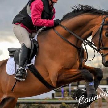 showjumping header